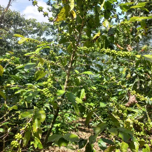 Touton Specialties Coffee Guatemala Cooperativa Entre Ríos Washed Organic Caturra