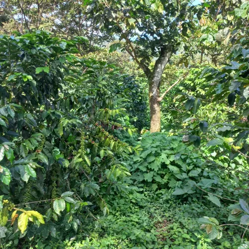 Touton Specialties Coffee Guatemala Cooperativa Entre Ríos Washed Organic Caturra