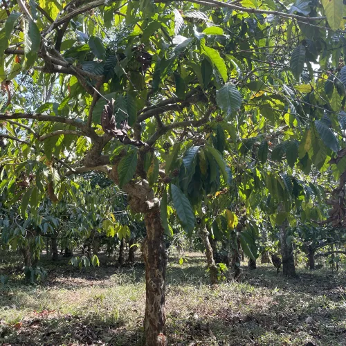 India, Mass, Kerala
