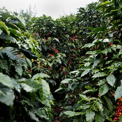 Touton Specialties Finca Canaque Natural San Ramon Caturra Guatemala