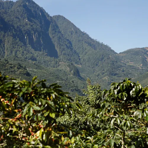 Touton Specialties Finca Canaque Natural San Ramon Caturra Guatemala