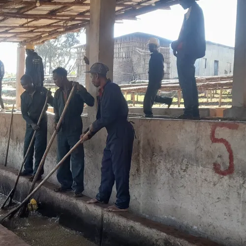 Ethiopia, Odigambo Washing Station, Ethiopia Coffee, Touton Specialty