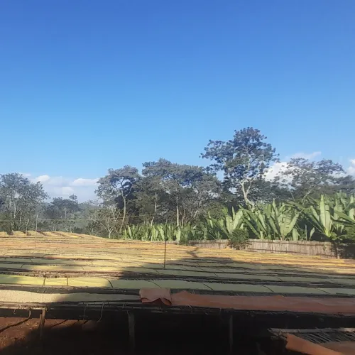 Ethiopia, Odigambo Washing Station, Ethiopia Coffee, Touton Specialty
