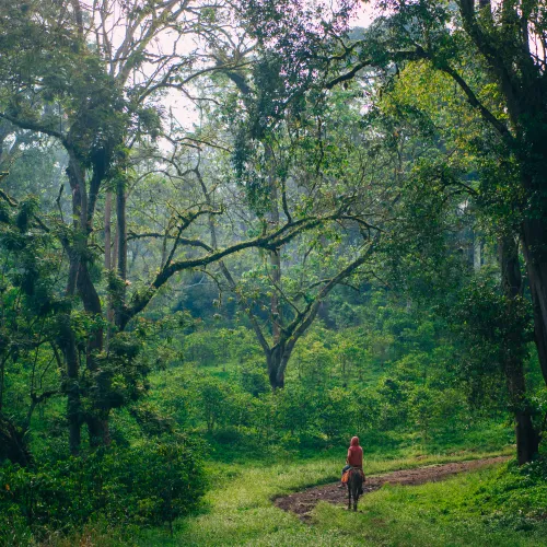 Tega Tula, Ethiopia, Coffee Ethiopia, Specialty Coffee, Touton Specialty