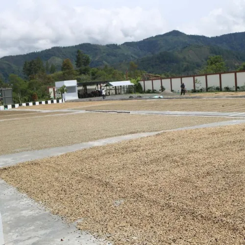 Indonesia_Sumatra-Gayo_Mandheling