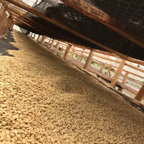 Ruanda,Muhondo,Drying Beds, Coffee Beans