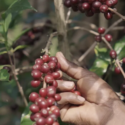 Ethiopia Hambela Wamena Buku Saysa Washing Station, Tega Tula, Specialty Coffee, Touton Specialty