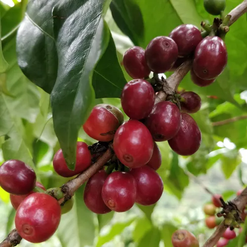 Coffecherrys, Tree, Coffe leaves