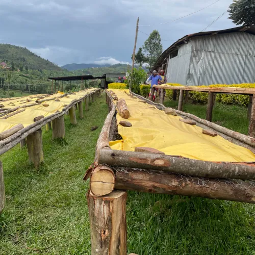 Rwanda, Abakundakawa; Drying Beds