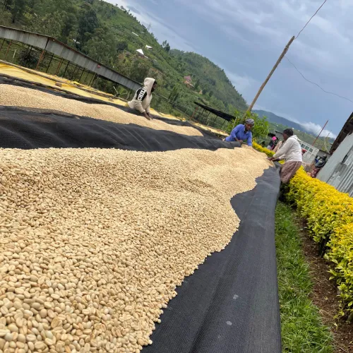 Ruanda, Abakundakawa, Coffe Beans, Drying beds