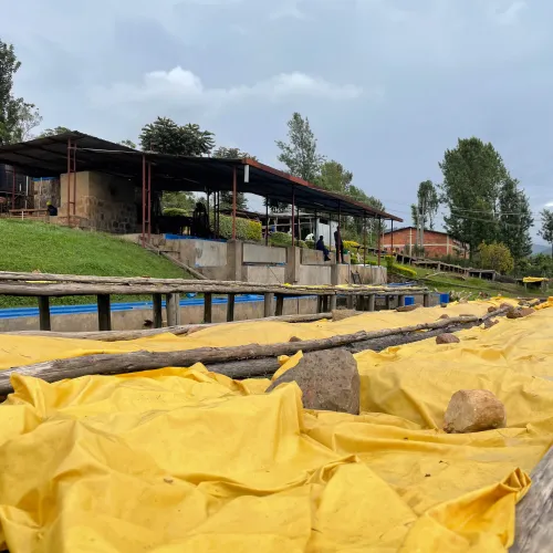 Rwanda, Abakundakawa Washing Station, Rwanda Coffee, Specialty Coffee, Touton Specialty Coffee