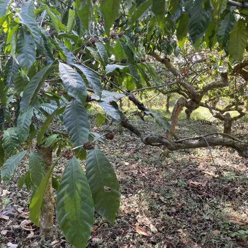 India, Kerala, Coffee, Plantation A, Touton Specialty Coffee