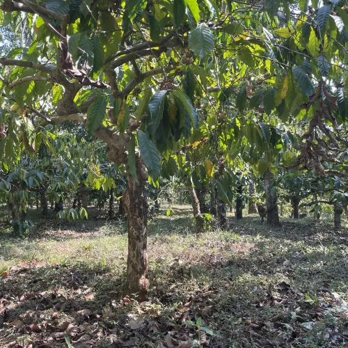India, Kerala, Coffee, Plantation A, Touton Specialty Coffee