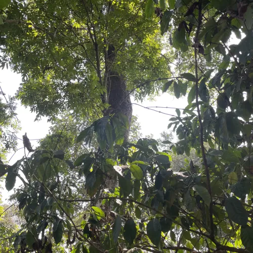 India, Kerala, Coffee, Plantation A, Touton Specialty Coffee