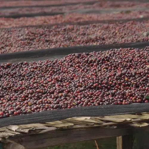 Ethiopia Hambela Wamena Buku Saysa Washing Station, Tega Tula, Specialty Coffee, Touton Specialty