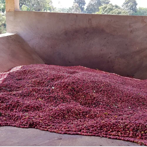 Ethiopia, Chelbesa Washing Station, Ethiopia Coffee, Touton Specialty Coffee