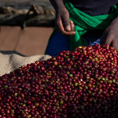 Tega Tula, Ethiopia, Coffee Ethiopia, Specialty Coffee, Touton Specialty