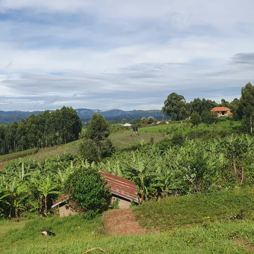 Uganda, Coffee Uganda, Uganda Rukungiri District, Coffee Cherry, Touton Specialty Coffee