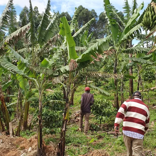 Uganda, Coffee Uganda, Uganda Rukungiri District, Coffee Cherry, Touton Specialty Coffee
