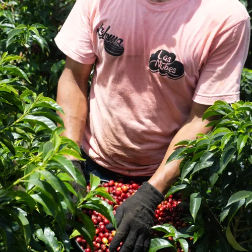 Touton Specialty Colombia Rodrigo Sanchez