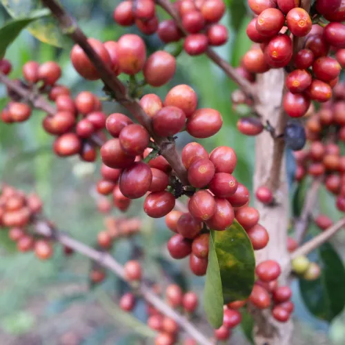 Colombia Finca Las Flores Familia Vergara