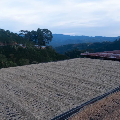 Colombia Finca Las Flores Familia Vergara