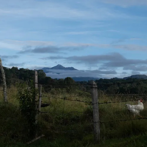 Colombia Finca Las Flores Familia Vergara