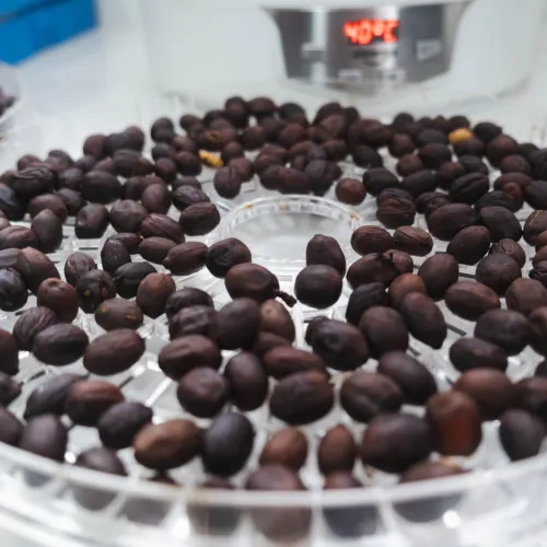 Touton Specialties Colombia Huila Coffee Elkin Guzman Co-Fermented