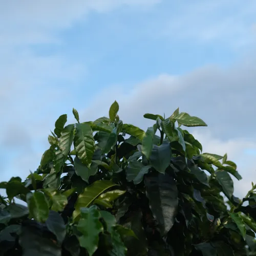 Touton Specialty Coffee Pictures Green Coffee