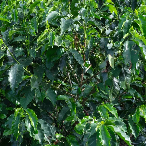 Touton Specialty Coffee Pictures Coffee
