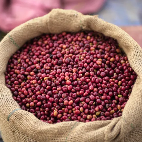 Ethiopia, Chelbesa Washing Station, Ethiopia Coffee, Touton Specialty Coffee