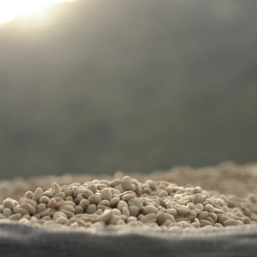 Ethiopia, Chelbesa Washing Station, Ethiopia Coffee, Touton Specialty Coffee