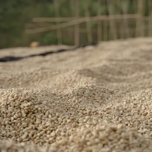 Ethiopia, Chelbesa Washing Station, Ethiopia Coffee, Touton Specialty Coffee