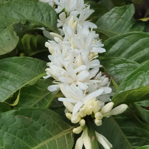 Uganda, Coffee Uganda, Uganda Rukungiri District, Coffee Cherry, Touton Specialty Coffee