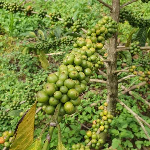 Uganda, Coffee Uganda, Uganda Rukungiri District, Coffee Cherry, Touton Specialty Coffee