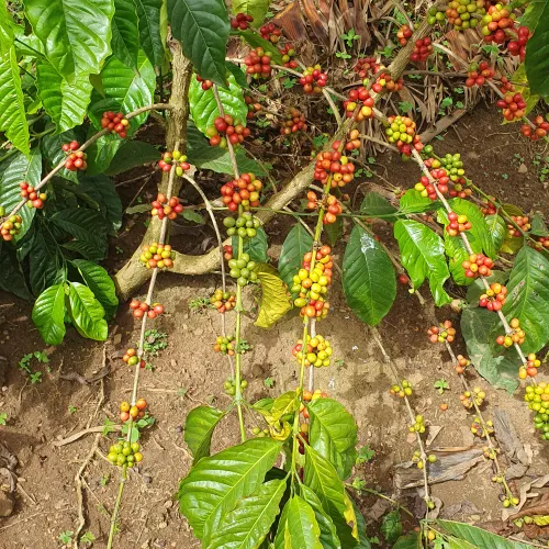 Uganda, Coffee Uganda, Uganda Rukungiri District, Coffee Cherry, Touton Specialty Coffee