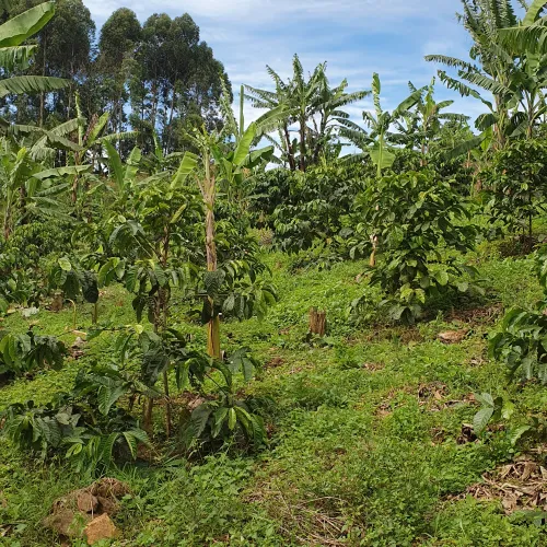 Uganda, Coffee Uganda, Uganda Rukungiri District, Coffee Cherry, Touton Specialty Coffee