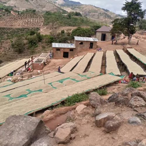 Tanzania, Coffee Picking, Coffee Washing Station, Coffee Drying, Touton Specialties Coffee