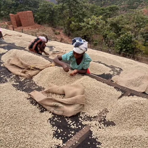 Tanzania, Coffee Picking, Coffee Washing Station, Coffee Drying, Touton Specialties Coffee