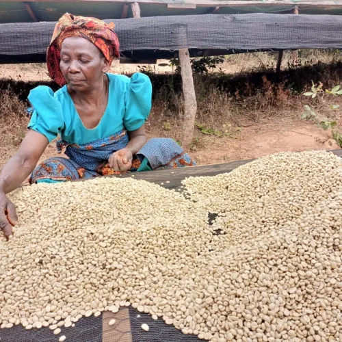 Tanzania, Coffee Picking, Coffee Washing Station, Coffee Drying, Touton Specialties Coffee