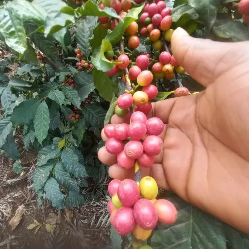 Tanzania, Coffee Picking, Coffee Washing Station, Coffee Drying, Touton Specialties Coffee
