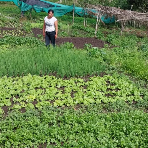 Peru, Coffee, Coffee Farmer Peru, Vegetable Home Gardens, Coffee Project, Touton Specialty Coffee