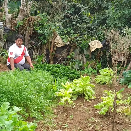 Peru, Coffee, Coffee Farmer Peru, Vegetable Home Gardens, Coffee Project, Touton Specialty Coffee