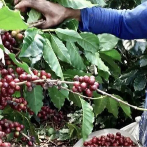 coffee plant