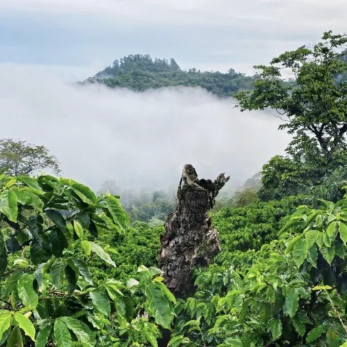 plants + fog