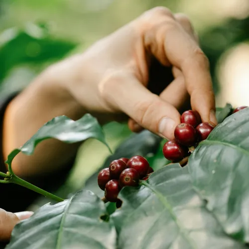 hand grabbing coffee fruit