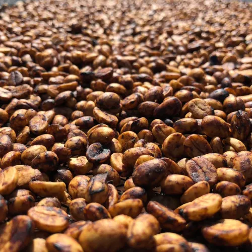 drying pulped natural