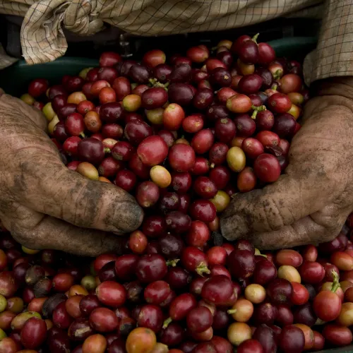 hands holding coffee cherries