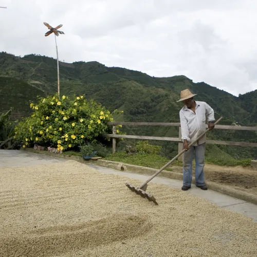 Don Pacho Colombia coffee drying