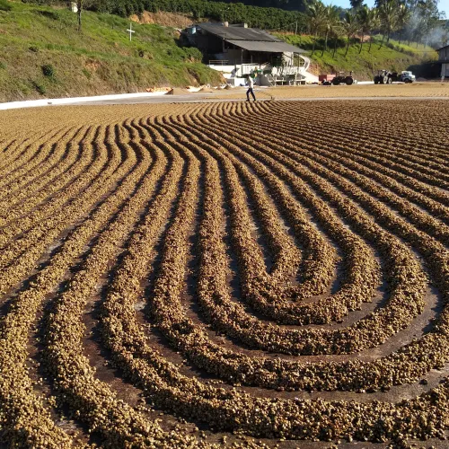 drying coffee
